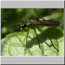 Tenthredo mesomela - Blattwespe 04.jpg